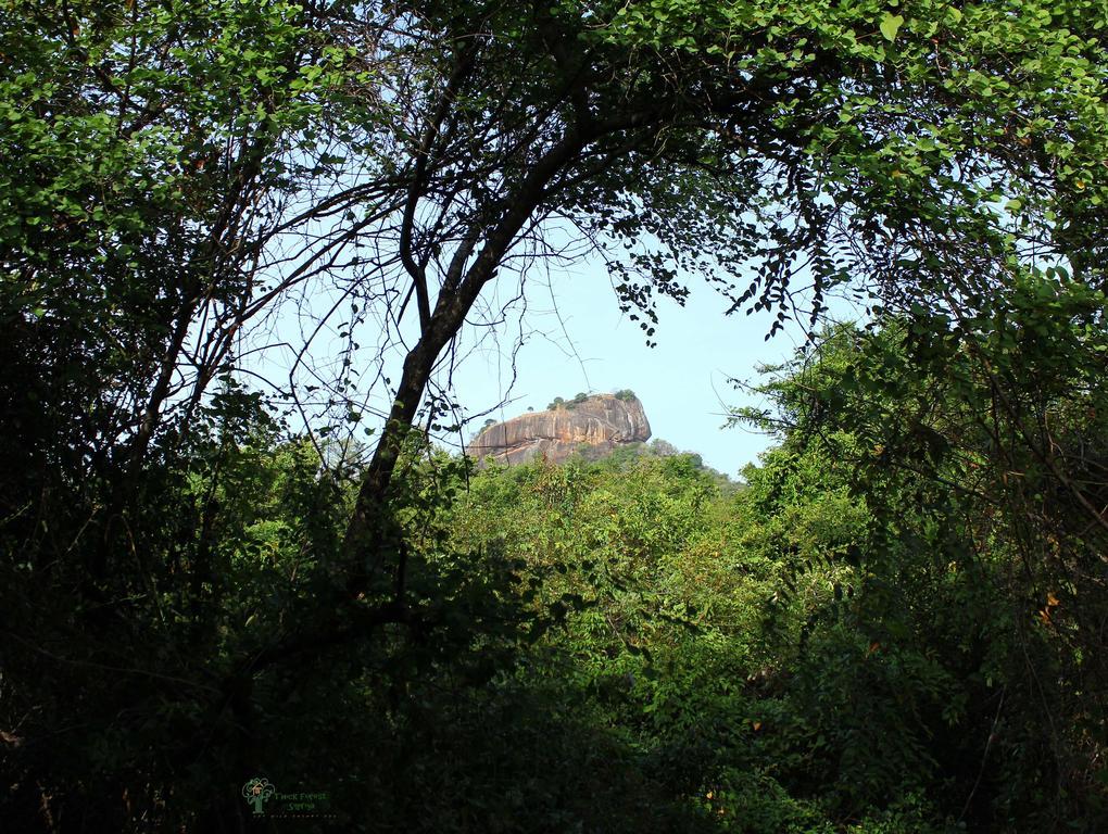 The Thick Forest Villa Sigiriya Kamer foto