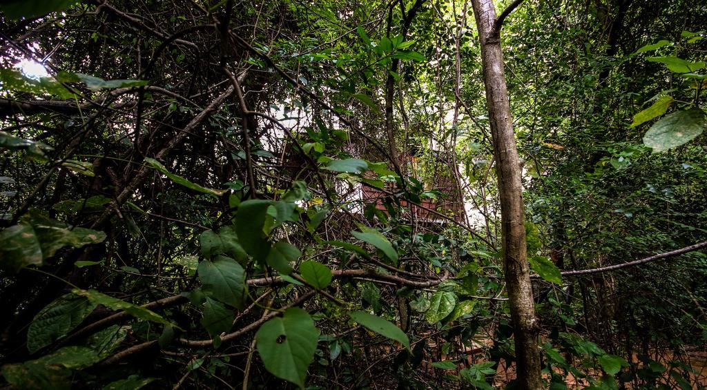 The Thick Forest Sigiriya Buitenkant foto