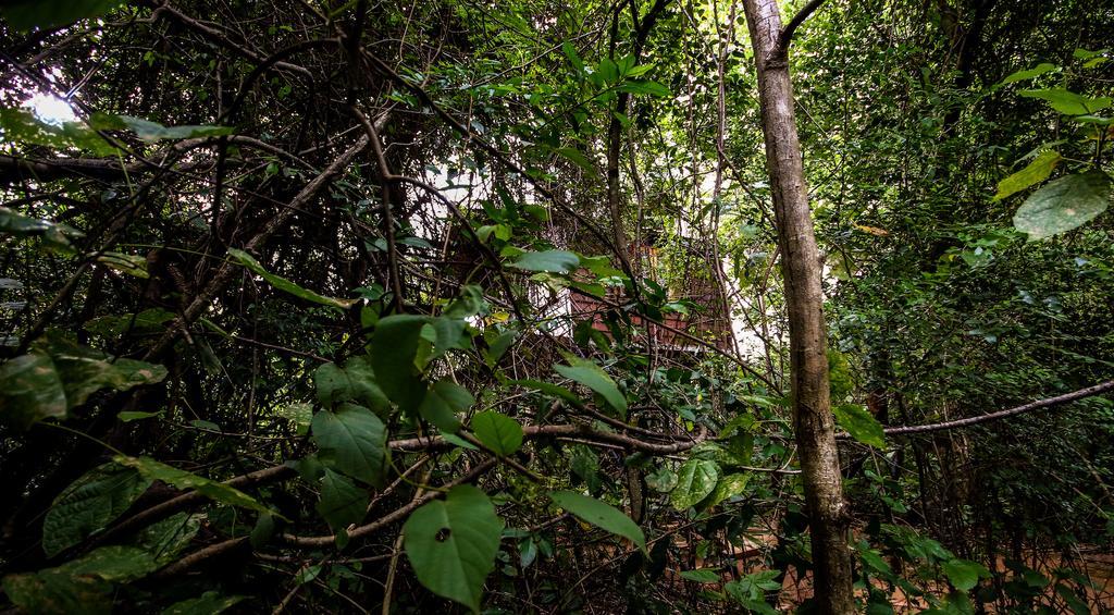 The Thick Forest Villa Sigiriya Buitenkant foto