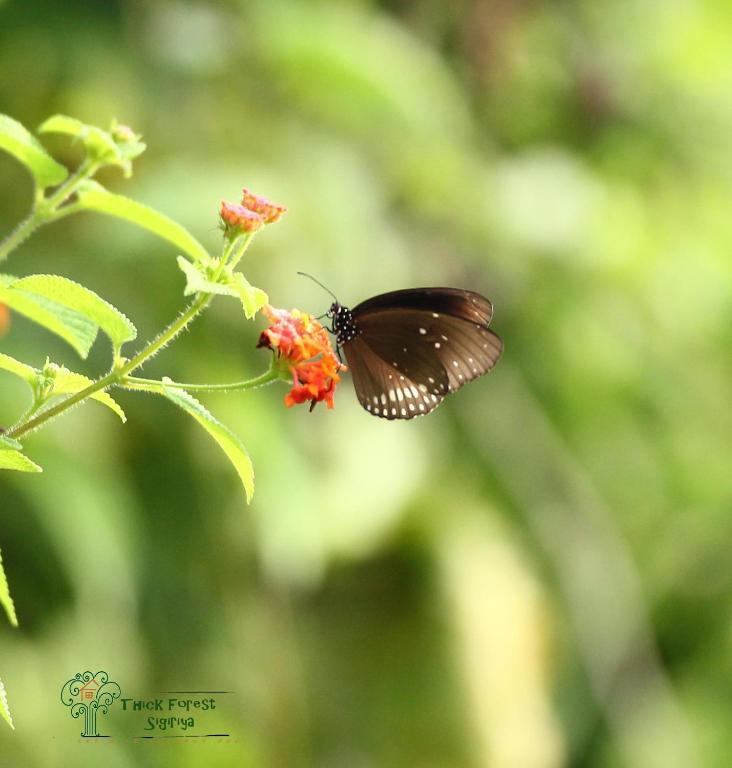 The Thick Forest Villa Sigiriya Buitenkant foto